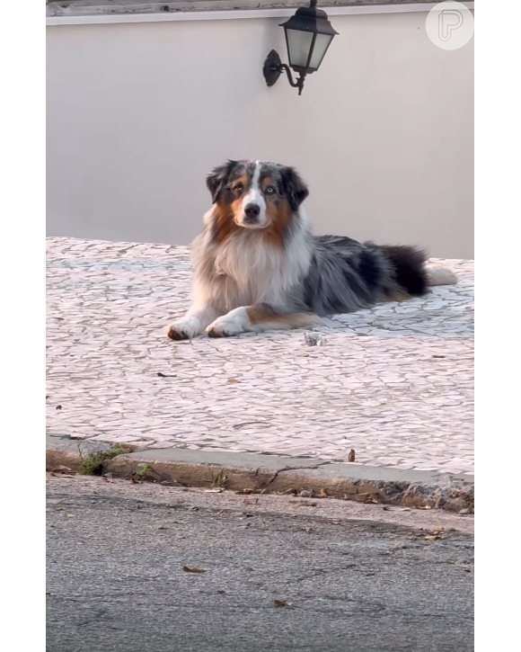 Kaká Diniz ainda mostrou Jack, seu 'cachorro fujão', e pediu para ele não fugir para 'não dar mídia para quem está atrás de voto'