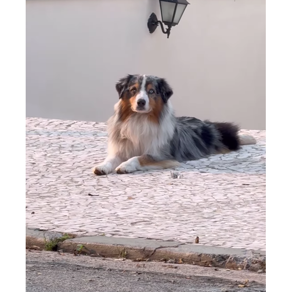 Kaká Diniz ainda mostrou Jack, seu 'cachorro fujão', e pediu para ele não fugir para 'não dar mídia para quem está atrás de voto'