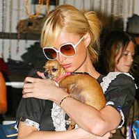 Paris Hilton lamenta morte de cadela que era sua marca registrada: 'Arrasada'