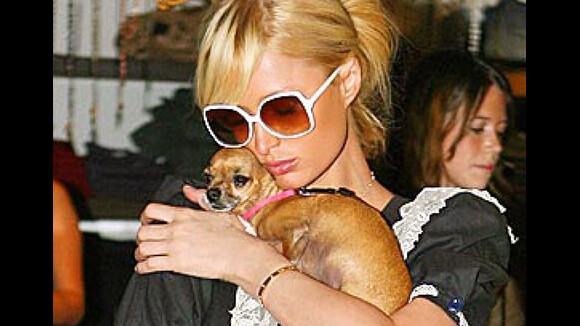 Paris Hilton lamenta morte de cadela que era sua marca registrada: 'Arrasada'