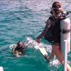 Isis Valverde aceitou o desafio do 'Domingão do Faustão' e nadou com tubarões nas Bahamas. 'Estava com medo dele comer a minha mão', explicou a atriz, que durante o mergulho ficou toda encolhida