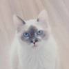 A gatinha do ator Maurício Destri tem olhos azuis e ganhou o nome 'Blue' (azul) por esse motivo
