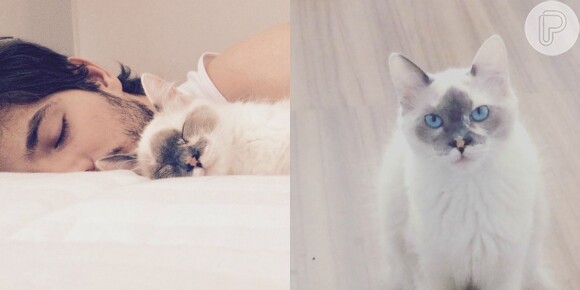 A gatinha do ator Maurício Destri tem olhos azuis e ganhou o nome 'Blue' (azul) por esse motivo
