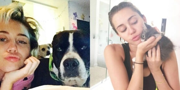 Miley Cyrus tem diversos bichos de estimação. A cantora é dona de dois cachorros e de um gatinho