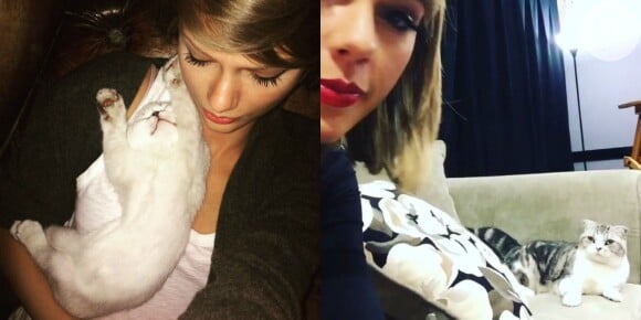 Taylor Swift também é amante dos felinos. A cantora é dona de Olivia e Meredith e adora compartilhar fotos ao lado das gatas