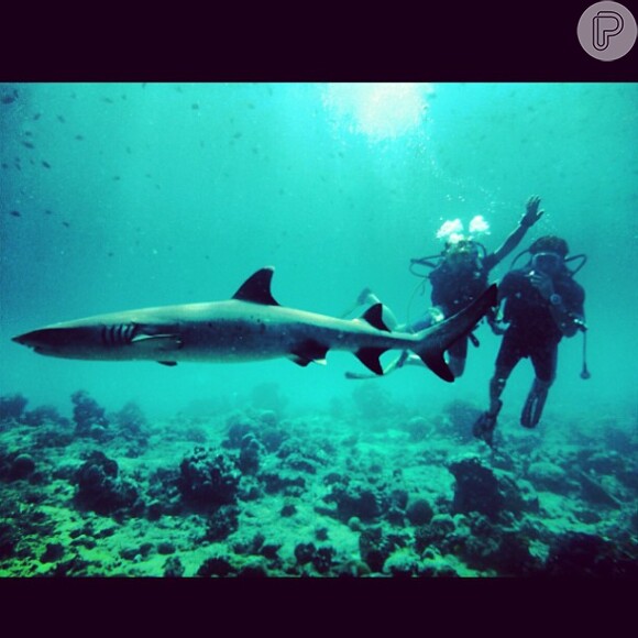 Fiorella Mattheis e Flávio Canto mergulham com tubarão nas Ilhas Maldivas