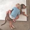 Gisele Bündchen mostrou a filha, Vivian, dormindo abraçado ao cachorro da família