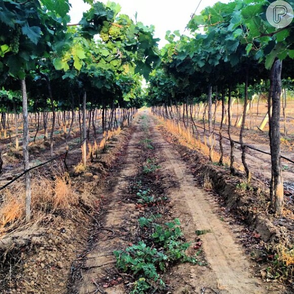 Isis Valverde postou uma foto da vinícola da região do Vale de São Francisco, que será usada como locação de 'Amores Roubados'