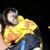 Twelves, o macaco de estimação de Latino, também marcou presença 
