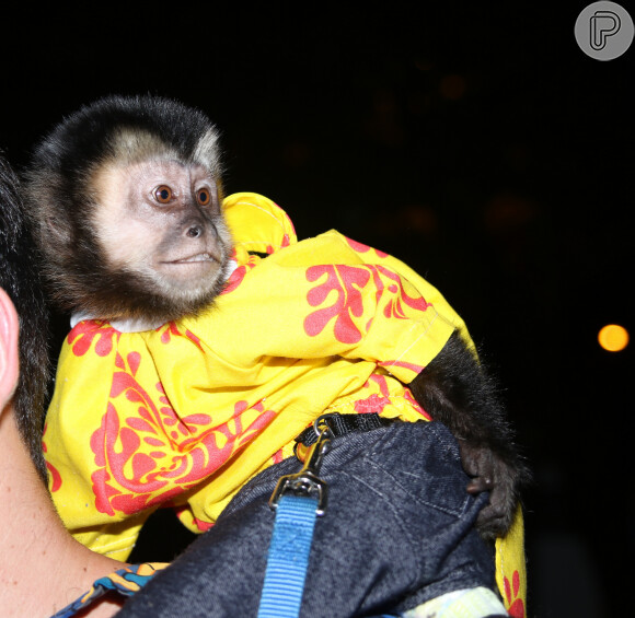 Twelves, o macaco de estimação de Latino, também marcou presença 