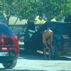 Cauã Reymond troca de roupa no carro após dia de surfe no Rio