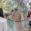 Shirley (Vivianne Pasmanter) pede ajuda a Virgílio (Humberto Martins) pelos conhecimentos que ele tem sobre cavalos, na novela 'Em Família'