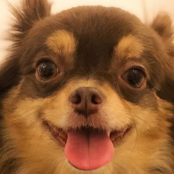 Isabelle Drummond se derreteu ao compartilhar foto dos seus pets no Instagram