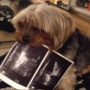 O cachorro de Xuxa, Dudu, vai ser 'pai' de três filhotes, e a apresentadora compartilhou a novidade com seus seguidores no Facebook