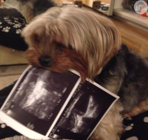 O cachorro de Xuxa, Dudu, vai ser 'pai' de três filhotes, e a apresentadora compartilhou a novidade com seus seguidores no Facebook