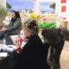 Cachorro aproveita distração de Ana Maria Braga e faz xixi na apresentadora em 2006