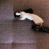 Marina Ruy Barbosa mostrou fotos da nova gatinha no sofá de sua casa