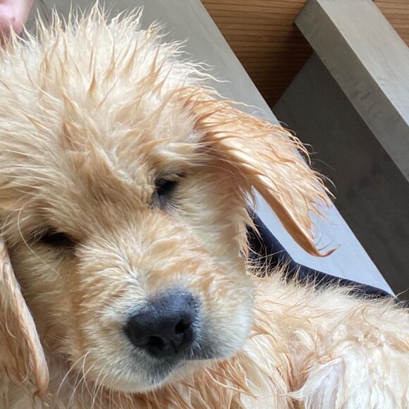 Enzo Celulari escolhe a foto de Amora, pet de Bruna Marquezine, molhada, como sua predileta