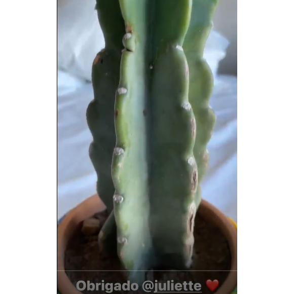 Juliette manda cacto para Rodolffo e escreve: 'Peruca'