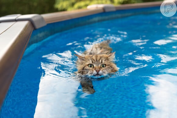 Diferente da crença popular, gatos podem nadar bem... eles só não querem