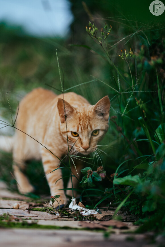 Apesar de algumas raças de gato gostarem de água, a maioria detesta