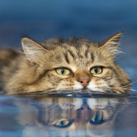 Natação para lá de fofa! O vídeo dessa gatinha mostrando habilidades na água vai melhorar 100% o seu dia