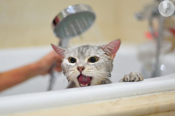 Estar com os pelos molhados tornam os gatos presas mais fáceis, pois impacta a mobilidade