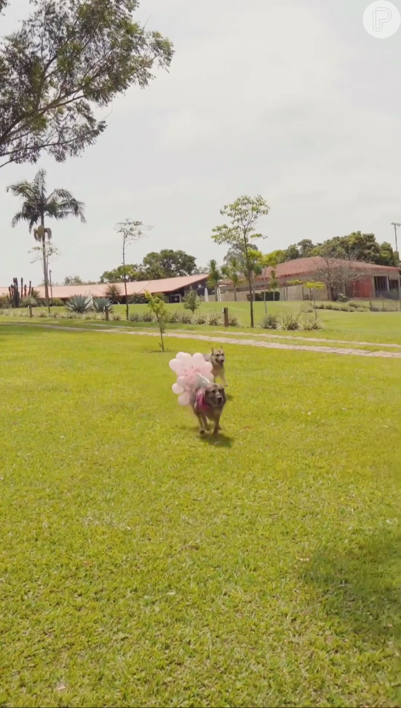 É menina! Pet de Fernanda Paes Leme e Victor Sampaio surgiu com balões rosas para confirmar sexo do bebê