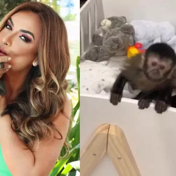 Como a apreensão de macacos na casa de Nicole Bahls foi decisiva para investigação contra tráfico animal?