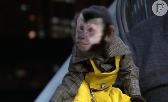 Twelves é um macaco-prego de 2 anos e meio