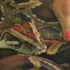 Rodrigo Faro faz massagem relaxante de uma forma inusitada: com cobras pelo corpo