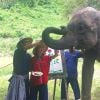 Marina e o noivo, Xandinho Negrão, posam para as fotos fazendo carinho em um elefante
