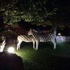 Tatá Werneck registra os animais de pertinho, na África do Sul, e posta no Instagram