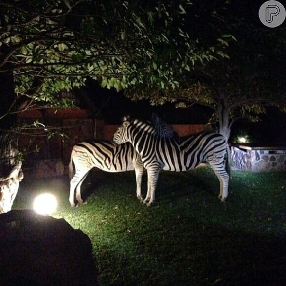 Tatá Werneck registra os animais de pertinho, na África do Sul, e posta no Instagram