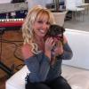 Britney Spears apresentou outra cadelinha, Hannah, em novembro de 2012