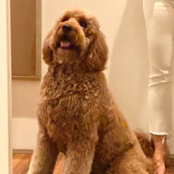 Angélica faz foto na companhia de Gringa, da raça Goldendoodle, e mais pet da família 