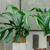 Casa mais verde! Um guia para decorar os ambientes com plantas
