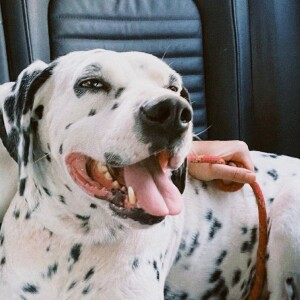 Marina Ruy Barbosa adotou um dálmata surdo