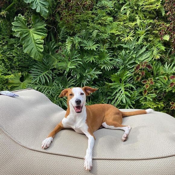 Um dos cliques trazia um cachorro