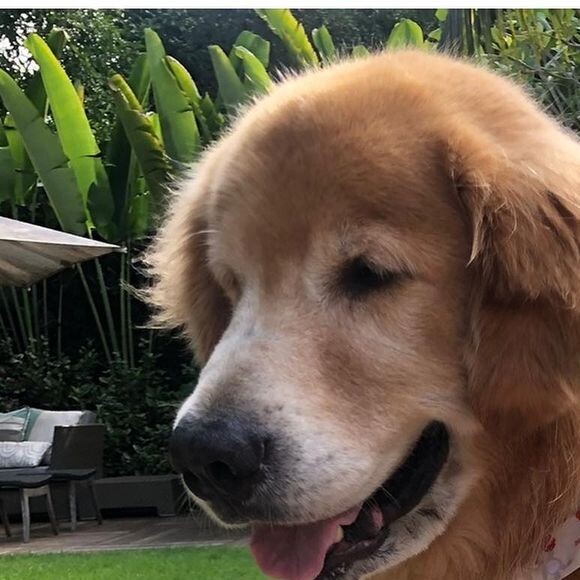 Gulliver, cachorro da família de Fátima Bernardes e William Bonner, morreu nesta sexta-feira (03)