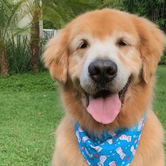 Gulliver, cachorro da família de Fátima Bernardes e William Bonner, tinha 8 anos