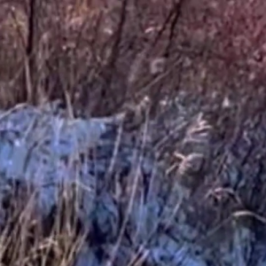 Shawn Mendes nadou só de cueca no rio gelado 