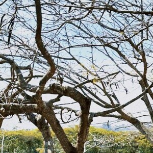 Marina Ruy Barbosa compartilha book de fotos de fim de semana na fazenda