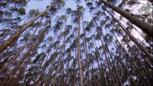 Ana Maria Braga investiu em plantar eucalipto e agora tem uma floresta comercial em sua fazenda