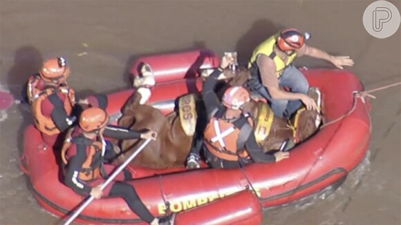 Cavalo que estava ilhado em telhado no Rio Grande do Sul já foi resgatado com vida