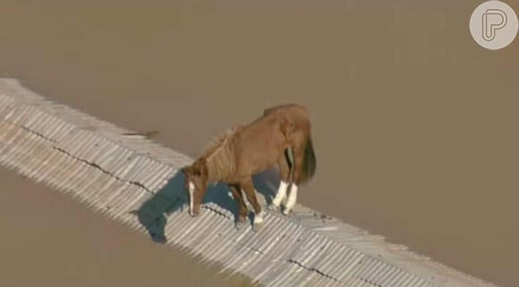 Cavalo Caramelo ficou ilhado em cima de telhado em meio às chuvas do Rio Grande do Sul