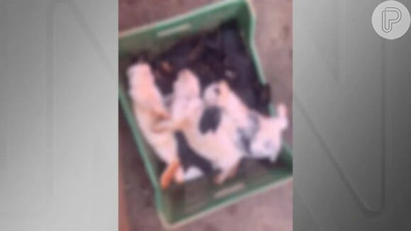 Os animais foram arremessados contra a parede, alguns tiveram as patas arrancadas e foram esquartejados.