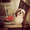 No Instagram, Bárbara Borges chama Johnny de 'cãopanheiro'