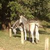Tatá Werneck tira foto de zebrinhas