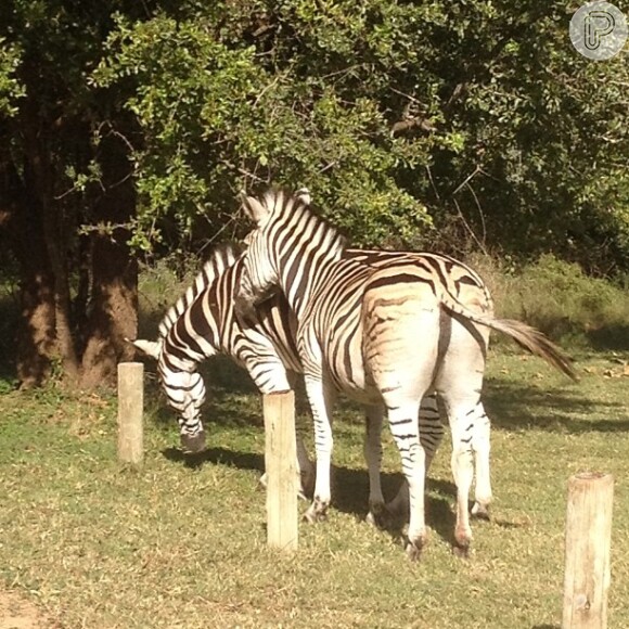Tatá Werneck tira foto de zebrinhas